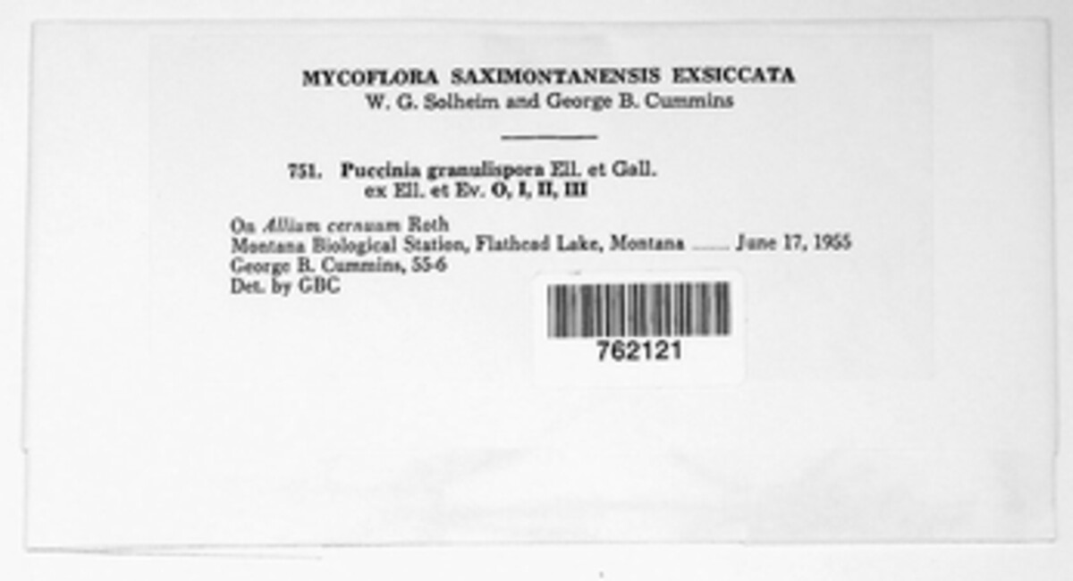 Puccinia granulispora image